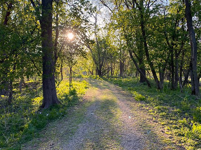 Spring Woods Photo by Mark Welford
